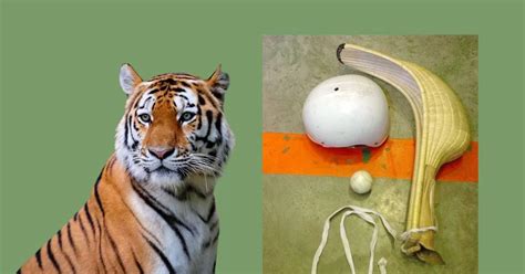 tiger jai alai|Tigers Jai Alai: A Tapestry of Culture, Symbolism, and Conservation.